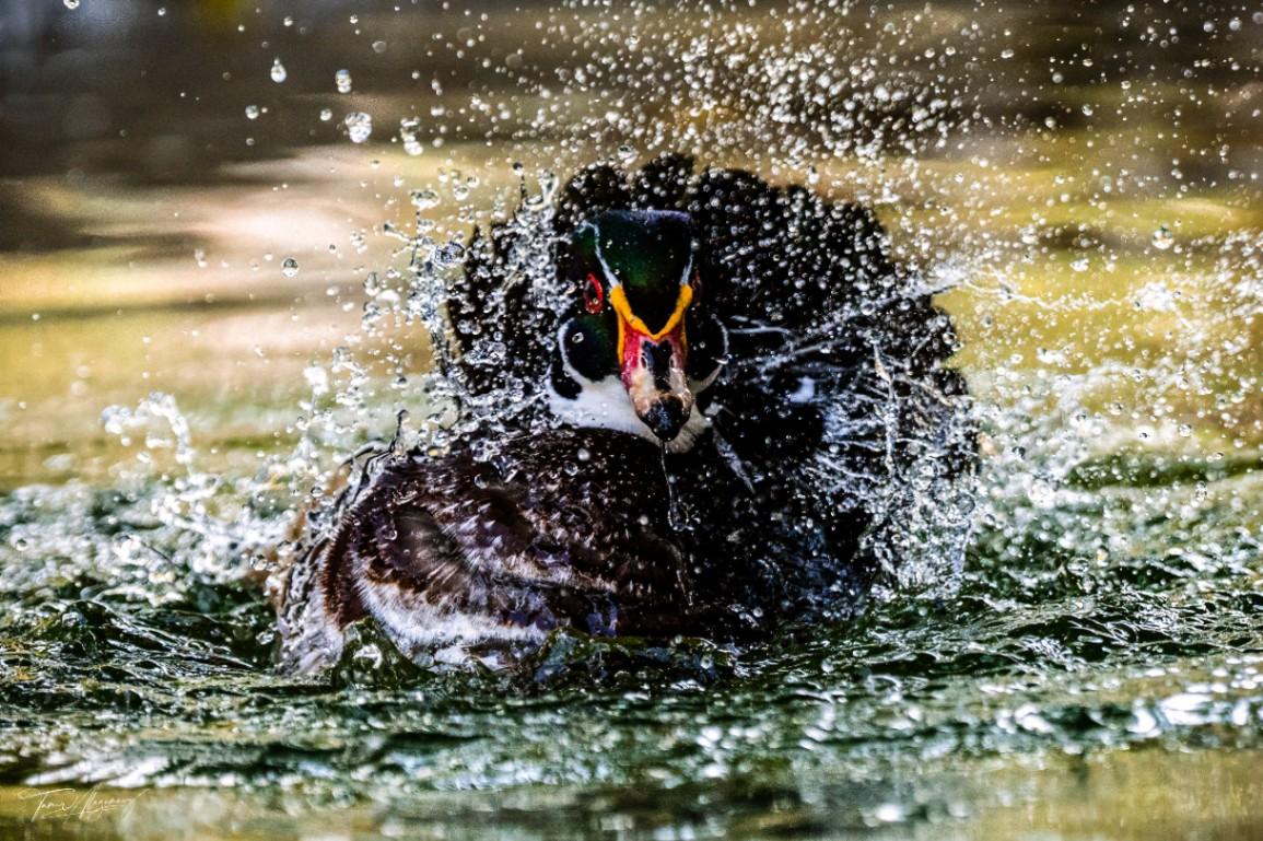 Duck splash 