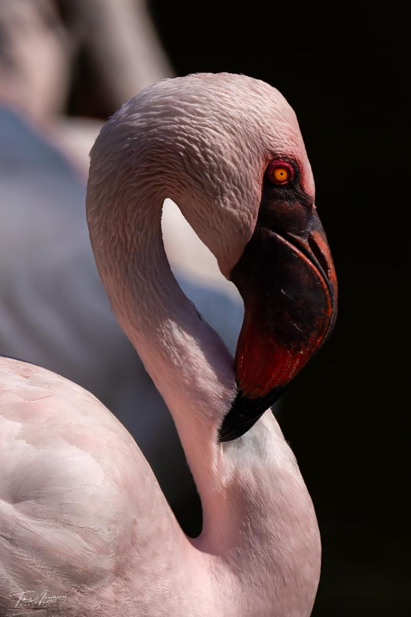 The small African flamingo