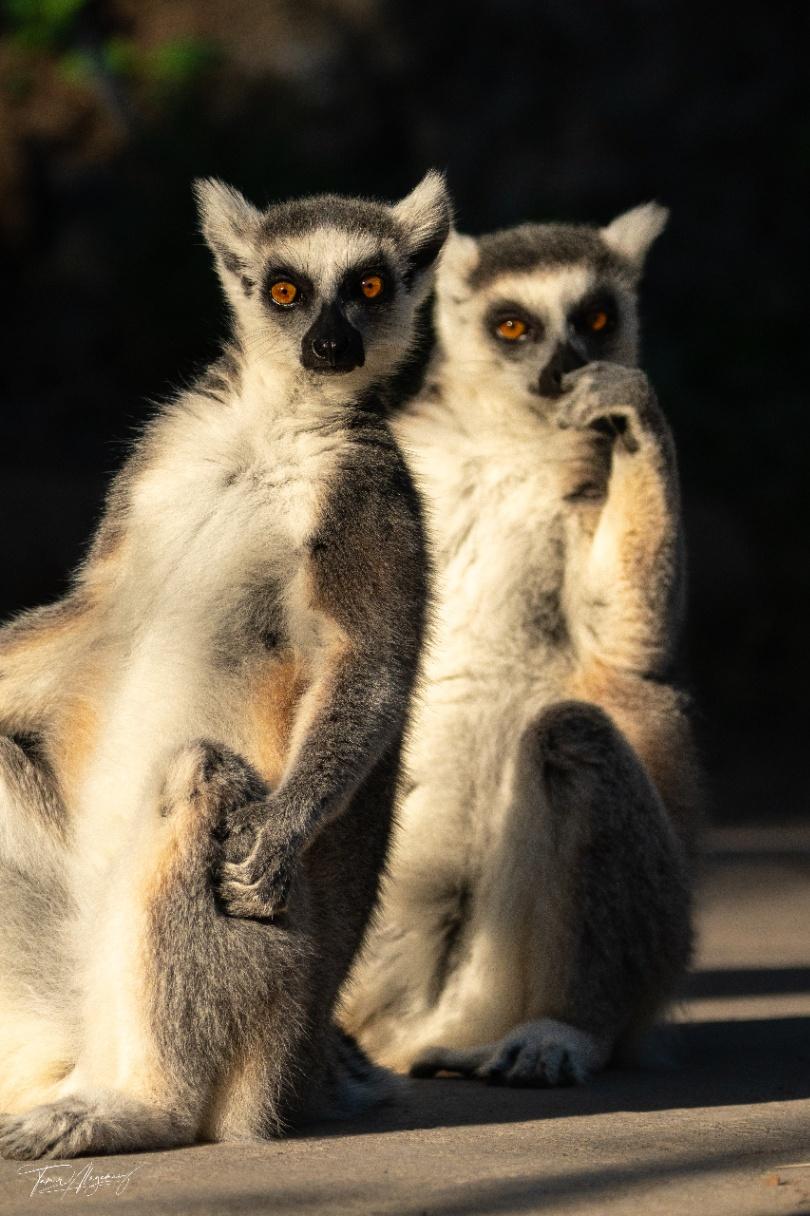 Lemurs 