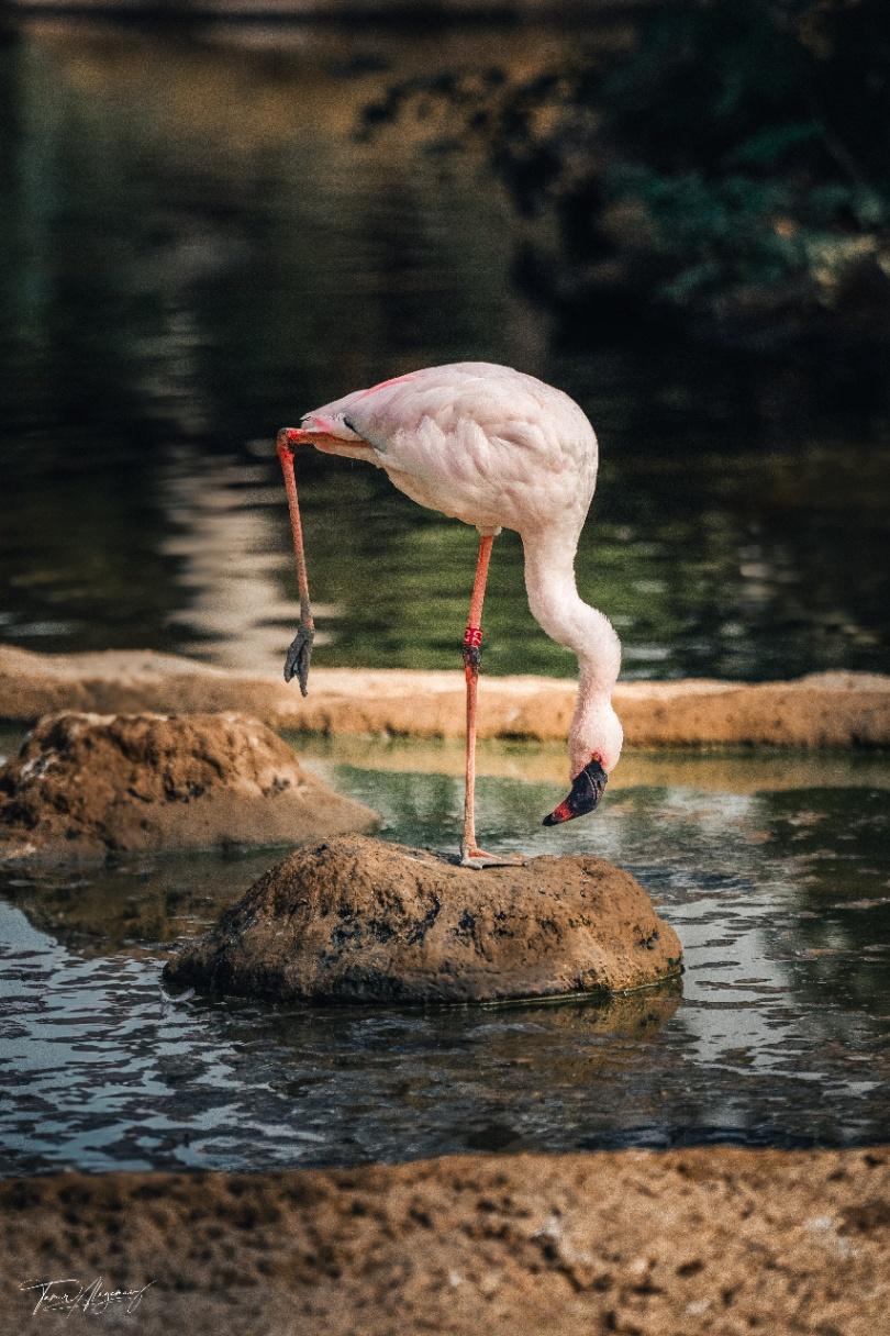 Dancing Flamingo