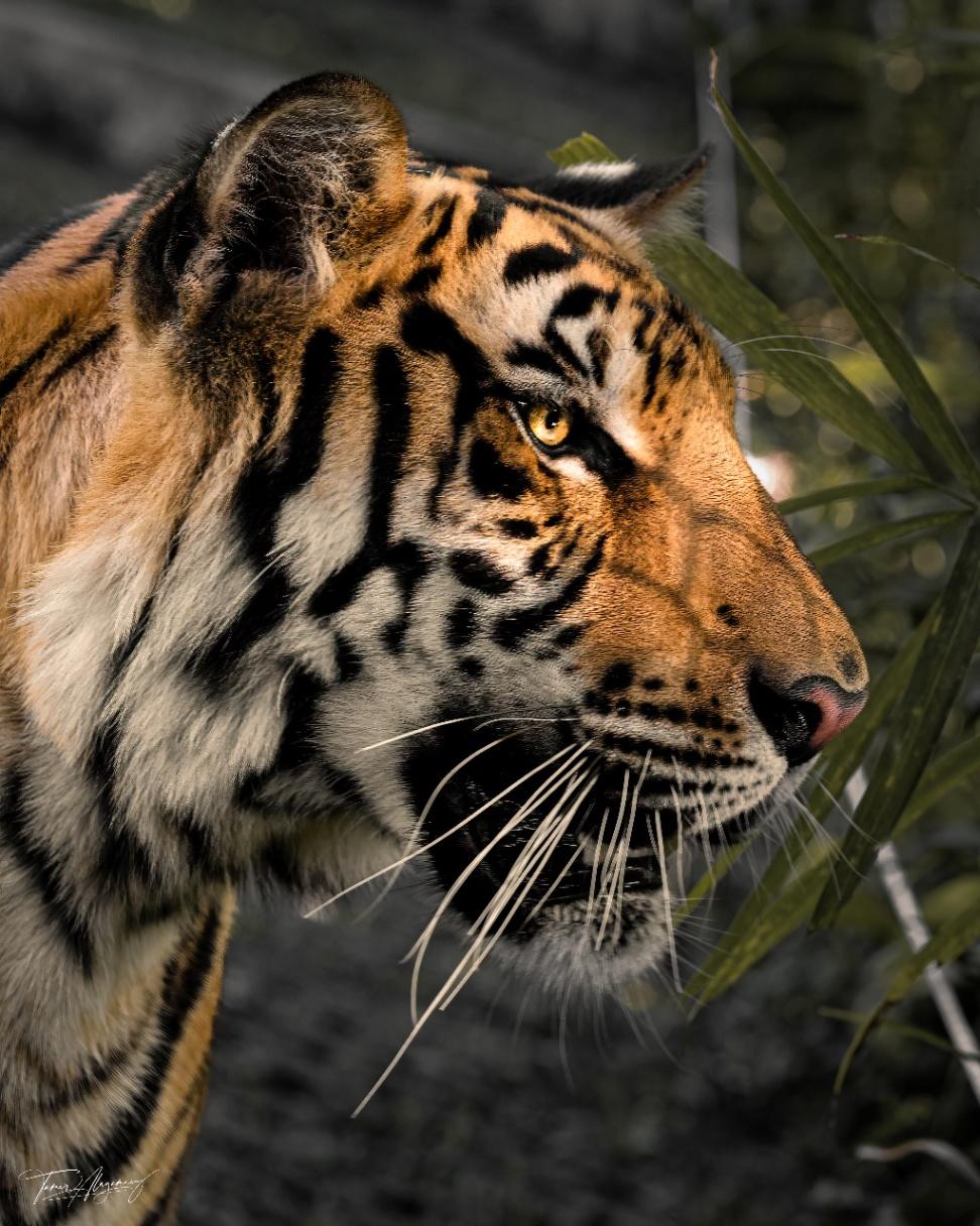 Tiger close up 