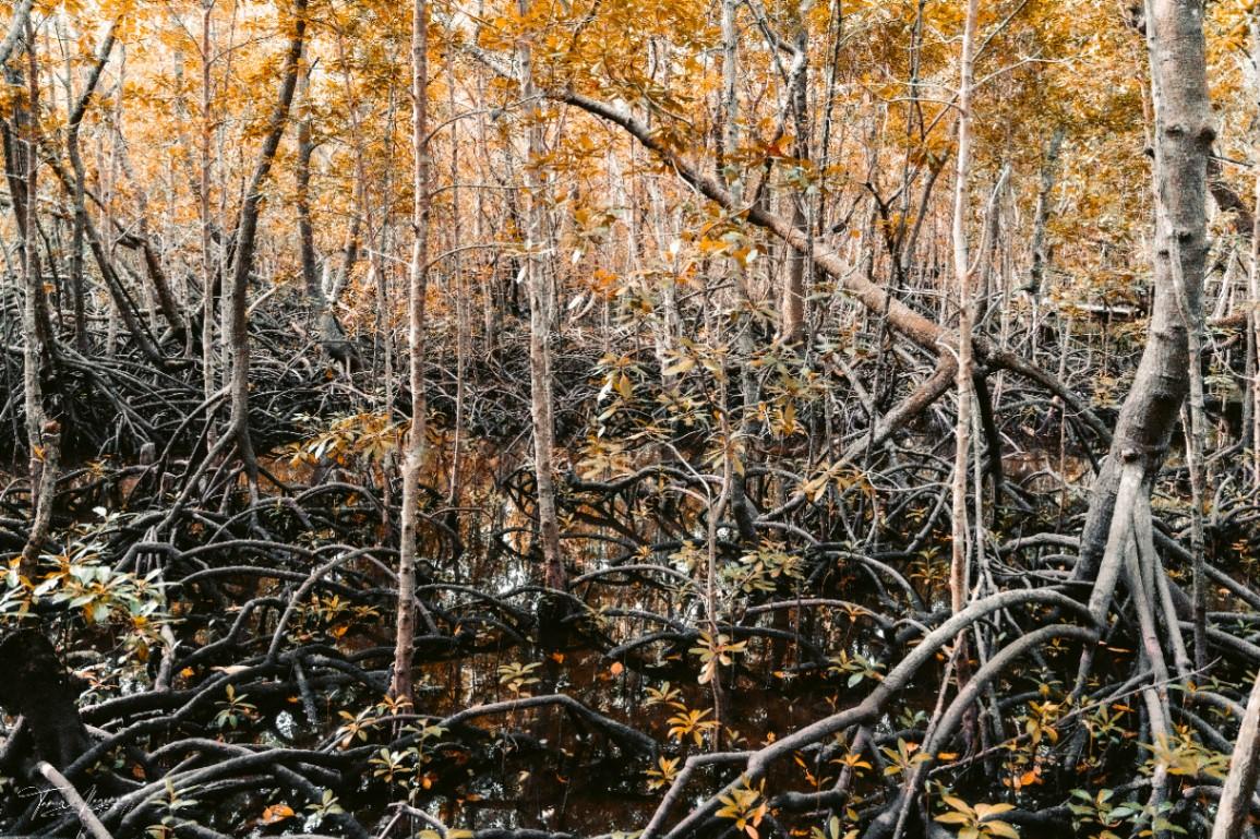 Mangroves 