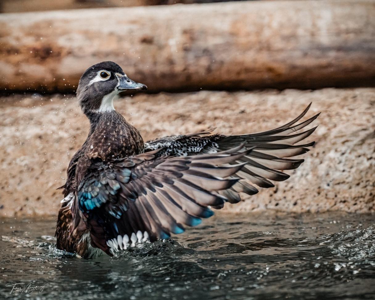 Dancing Duck