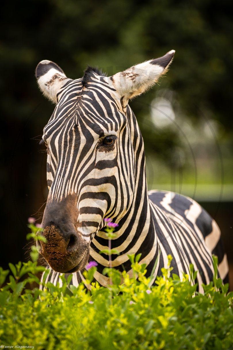 Zebra in green