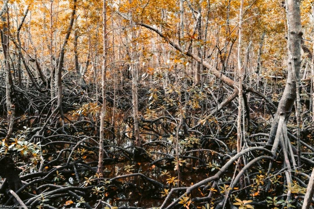 Mangroves