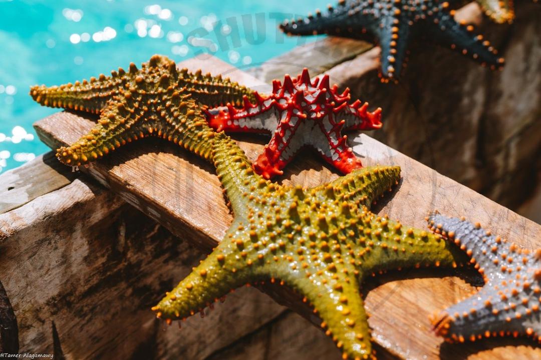 Colorful Starfish