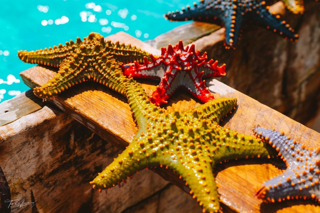 Colorful Starfish