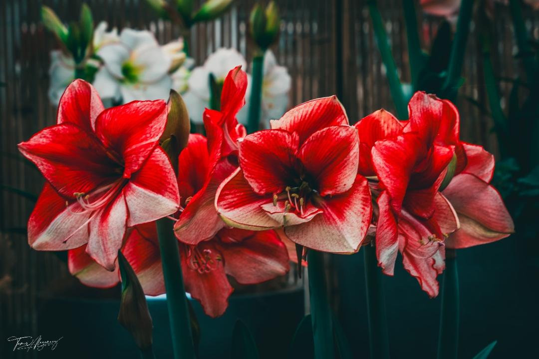Velvet Petals