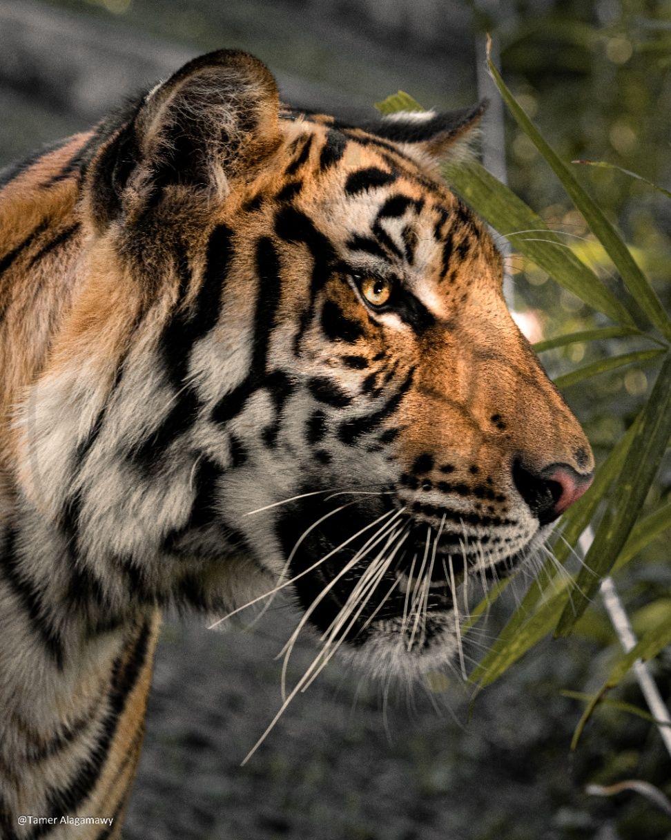 Tiger close-up