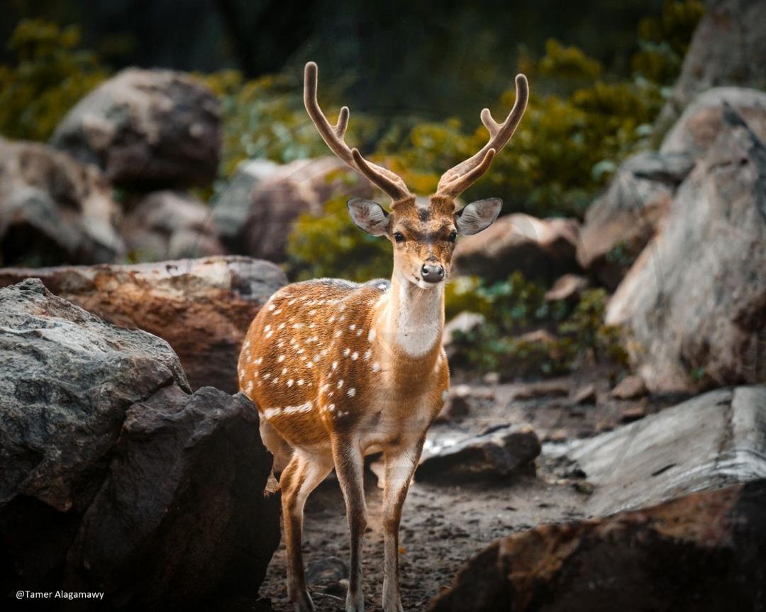 Adorable Gazelle