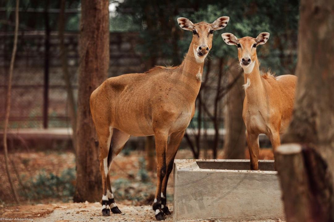 Two beautiful deers