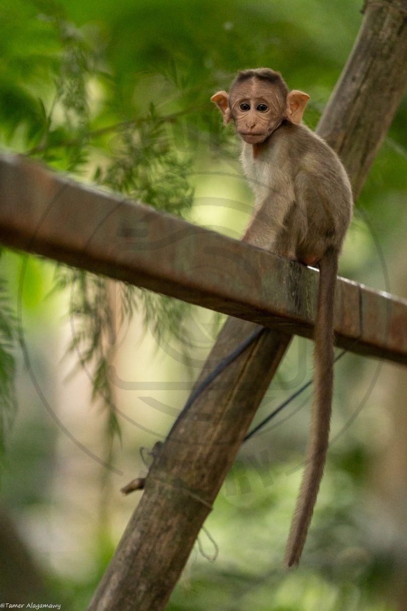 Curious cute monkey 